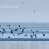 世界自然遗产--盐城黄海湿地形象宣传片