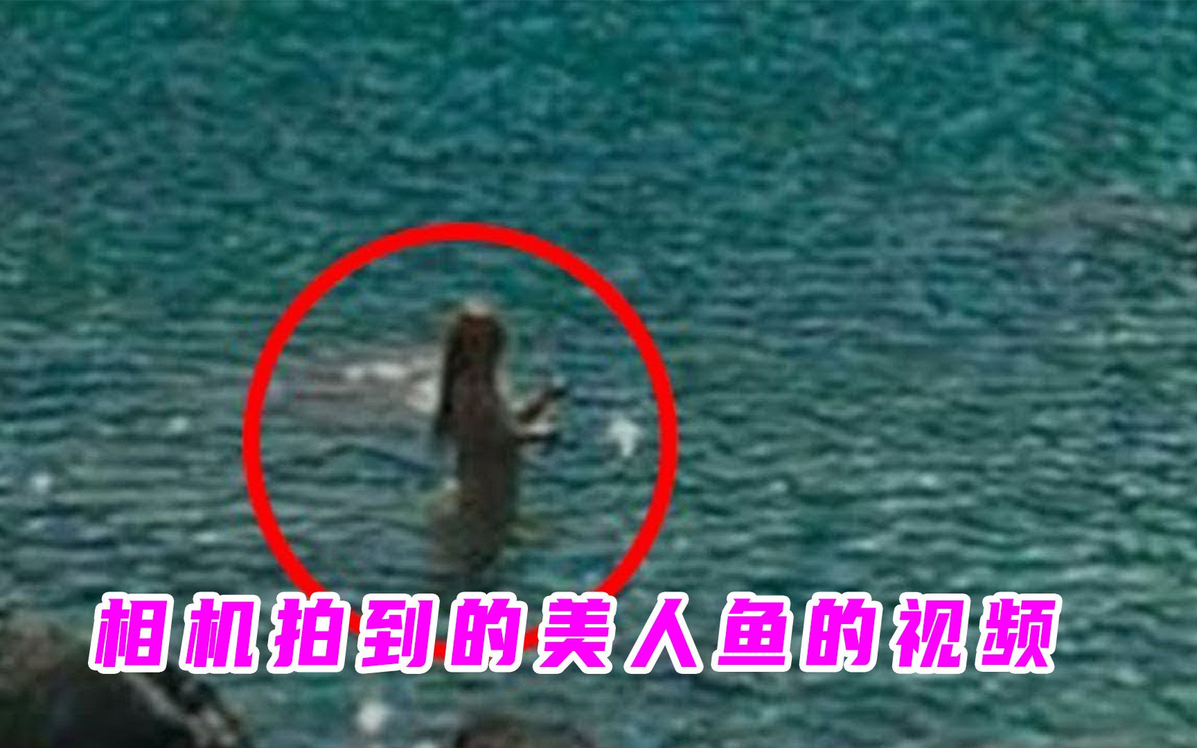 相机拍到的美人鱼视频，来看一下是真的还是假的？