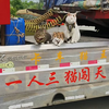 我和毛孩子们的日常