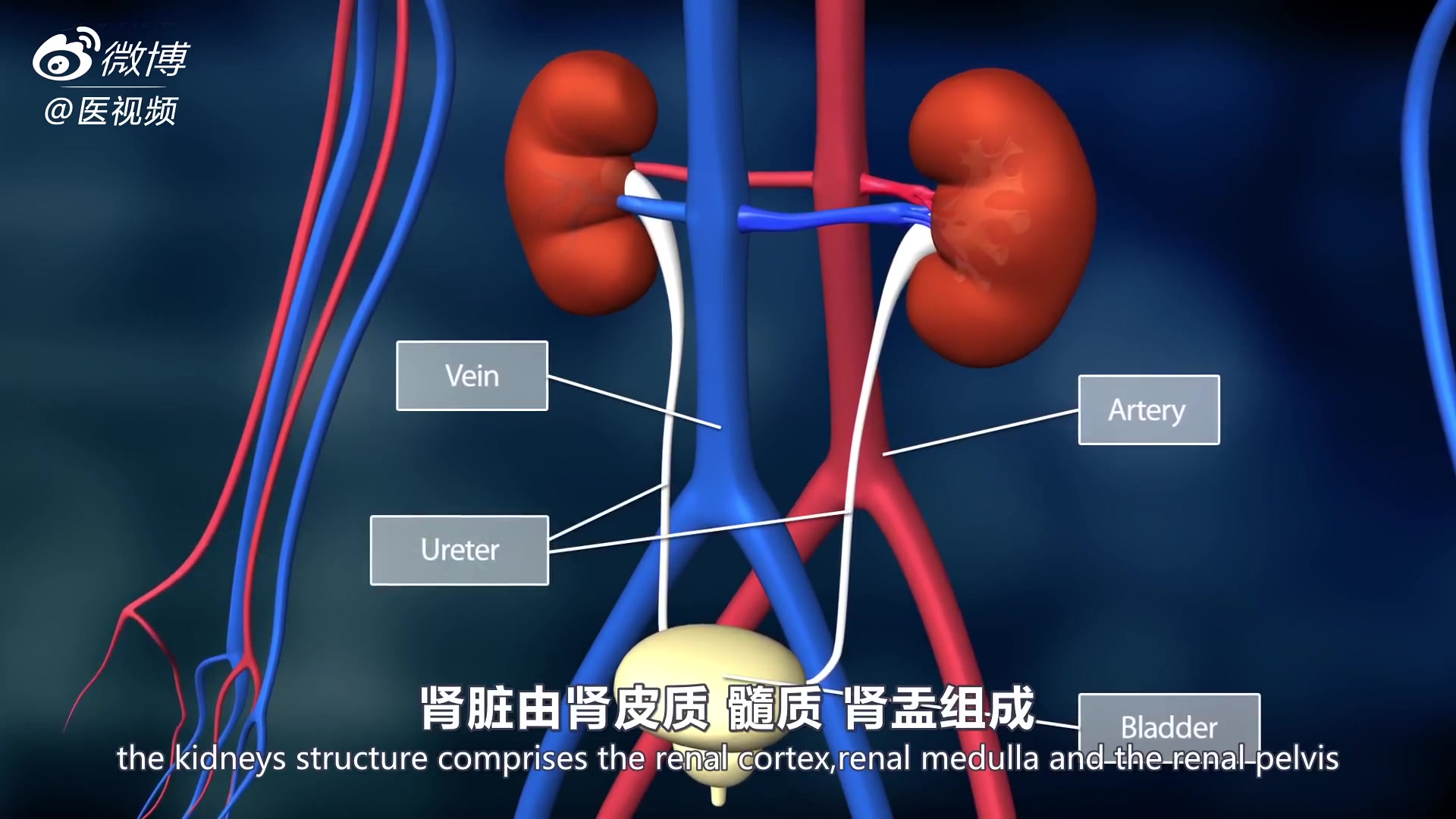 3D医学动画：《肾脏-人体的污水处理厂》