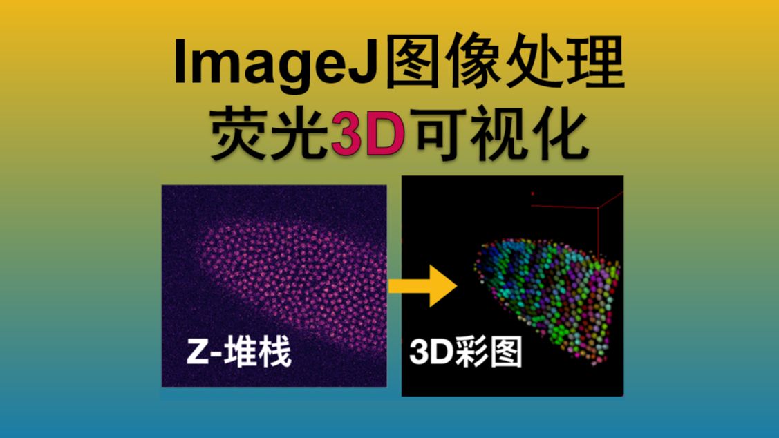 『超实用』ImageJ图像处理 - 荧光3D可视化方法