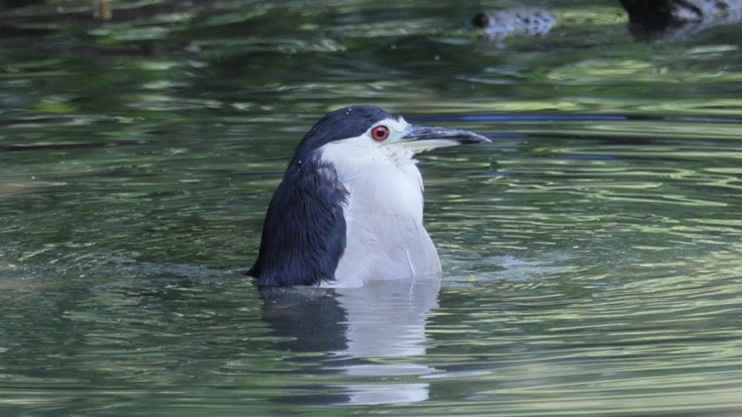 俺真不中嘞…拼尽全力无法不笑…夜师傅…坐下去的时候羽粉散开一圈…