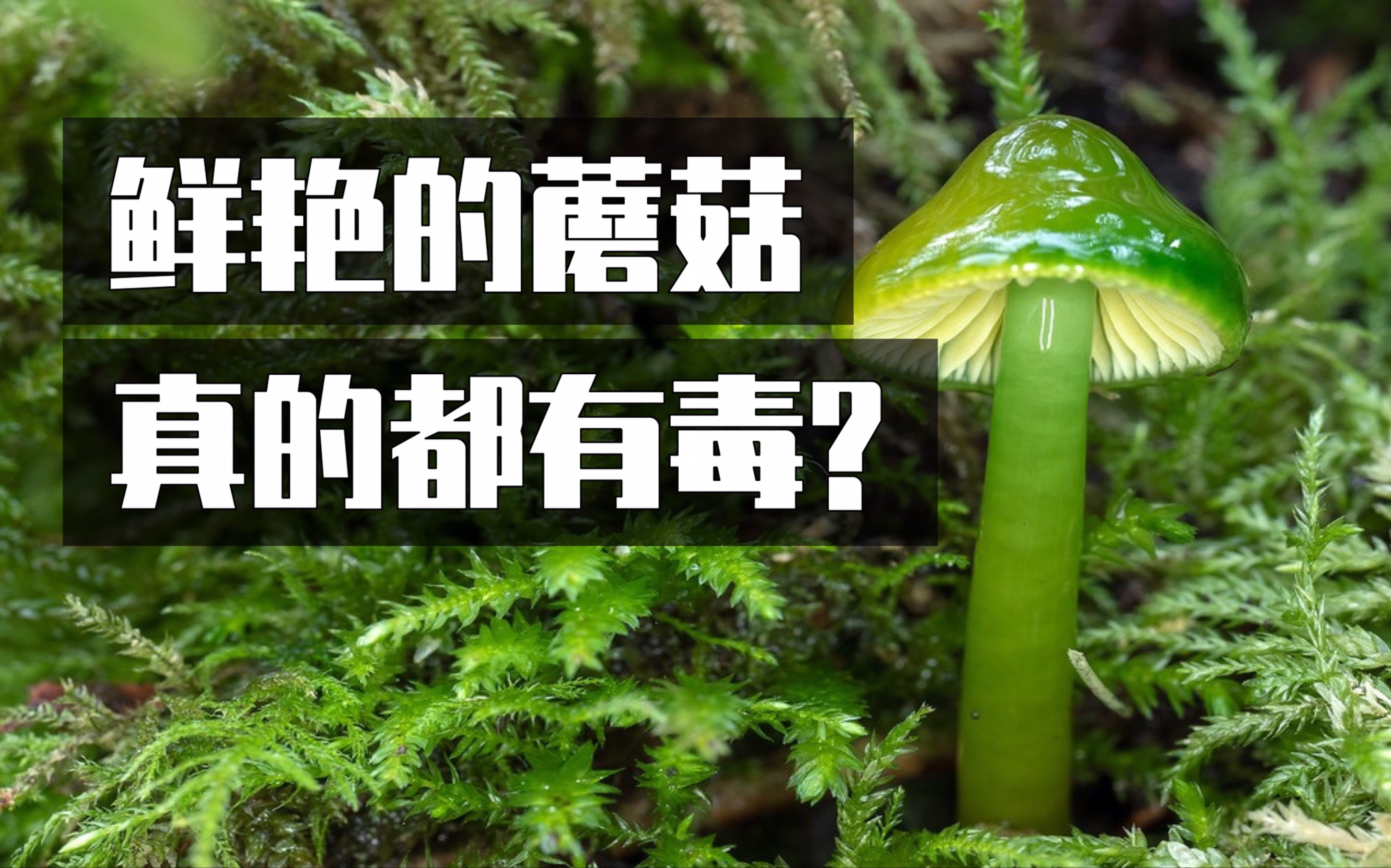 这么绿、这么鲜艳的蘑菇真的都有毒？