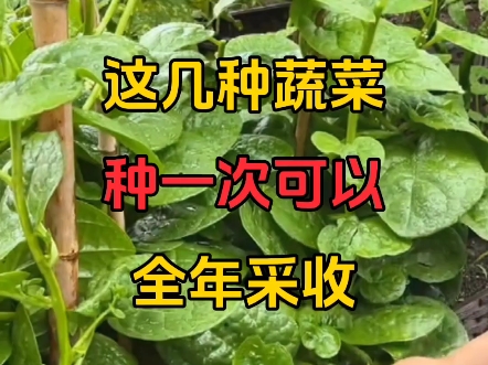 这几种蔬菜种一次可以全年采收