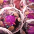 【硬核动画科普视频】生物学：细胞结构 @柚子木字幕组