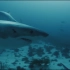 大白鲨，未知的海洋的世界，是什么把3米大的鲨鱼吃掉了并潜入580米深