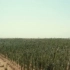 沙漠变绿洲！新疆人治沙真的很努力，每年在沙漠中种树2万亩