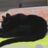 此时此刻，一坨黑猫占据了我的床，舔完毛毛睡着了，不太好意思赶走它