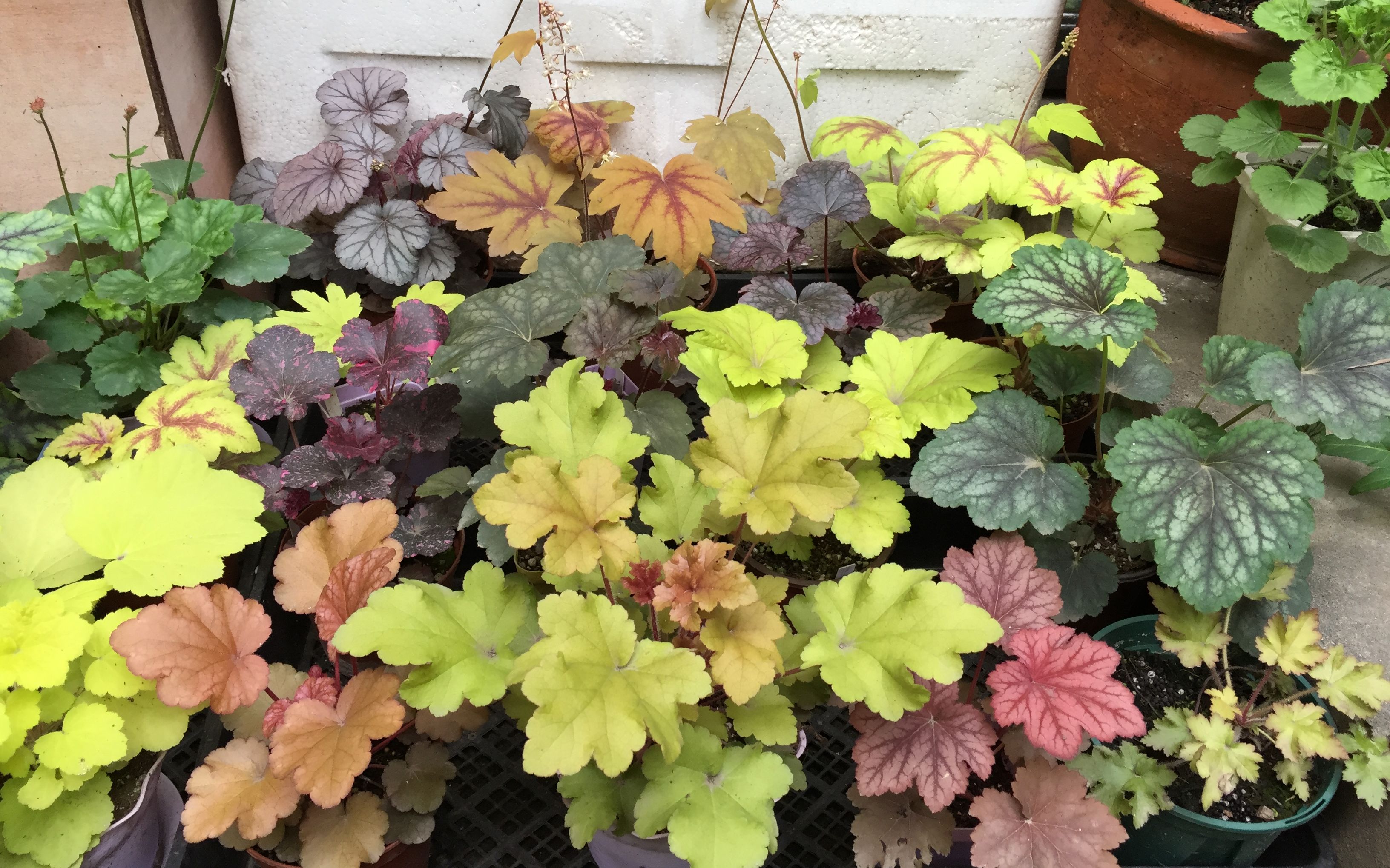 矾根的季节