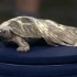 鉴宝：一只重达5斤的纯银乌龟在外国能卖多少钱？