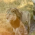 狮子中的父慈子孝 被三个儿子们打得重伤不治的老父亲Ndaora 三角洲最大的雄狮陨落