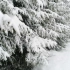 下雪的美景，冬天的初雪很美，不容错过哦
