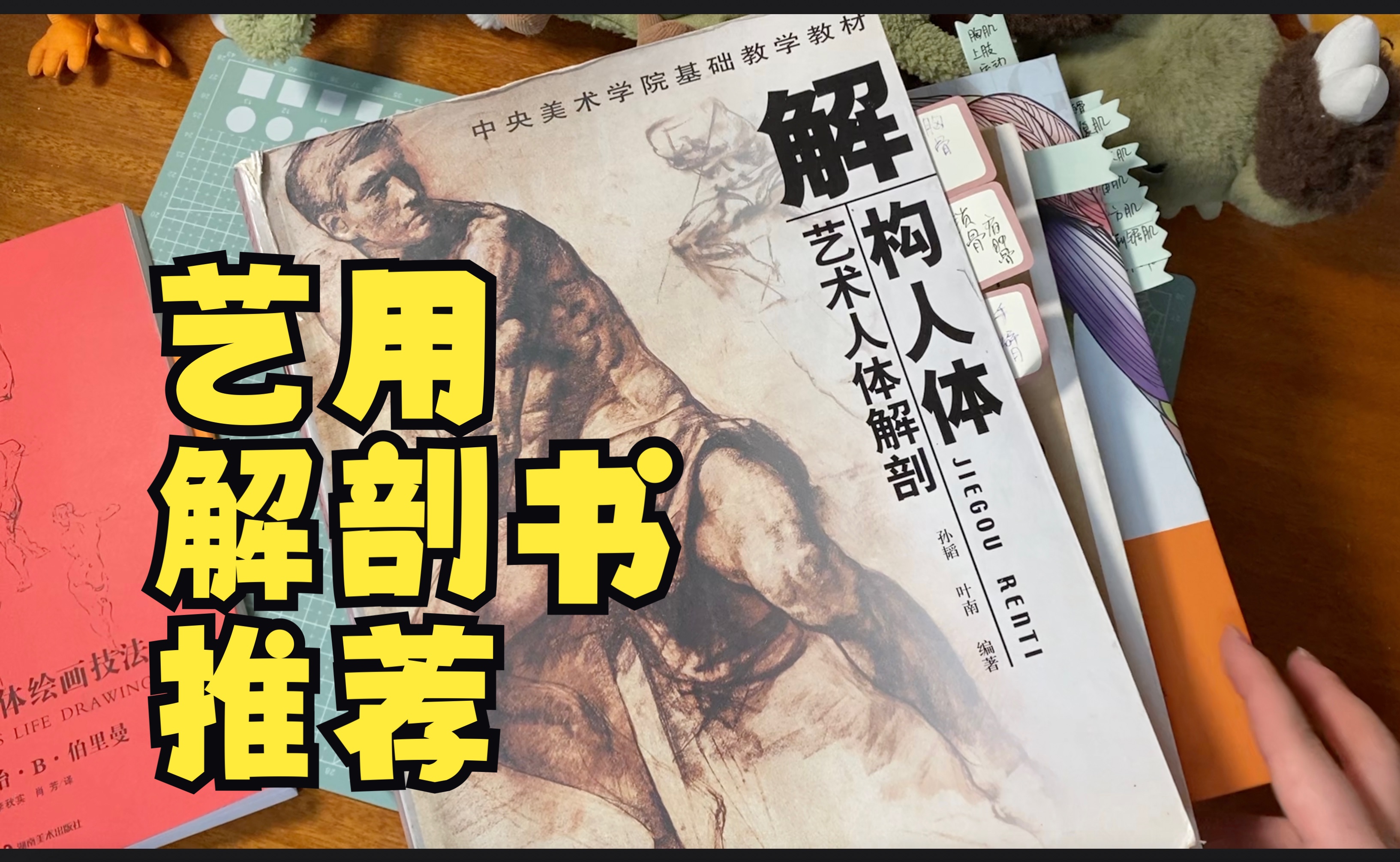 【书架分享①】艺用解剖书推荐