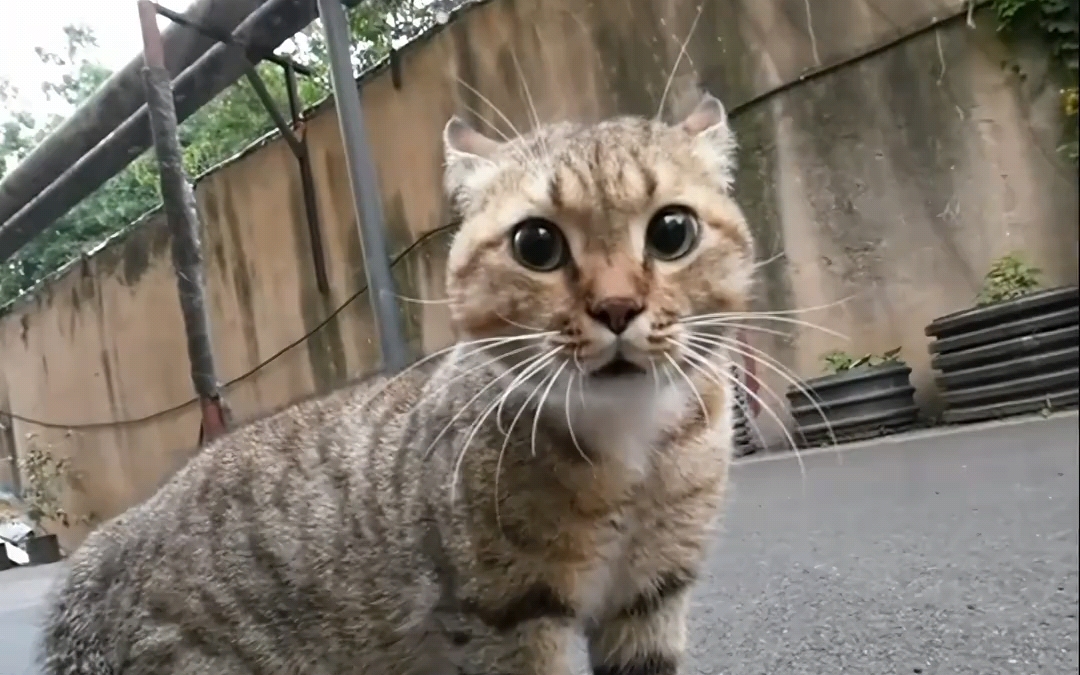 老吴老吴！！
