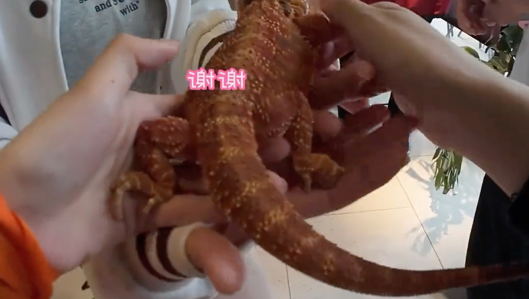 螂是哪里来的？#异宠 #爬宠 #慢宠时钟 #萌宠