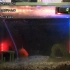 世界初！金魚と遊べる生放送　操作方法は動画説明欄を見てね 金魚水槽ライブ #アクアリウム #生放送(2020-6-5 8