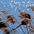 空镜头视频 芦苇湖水秋季秋天 素材分享