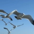 海鸥 大海 风景 摄影 鸟 海边 风景