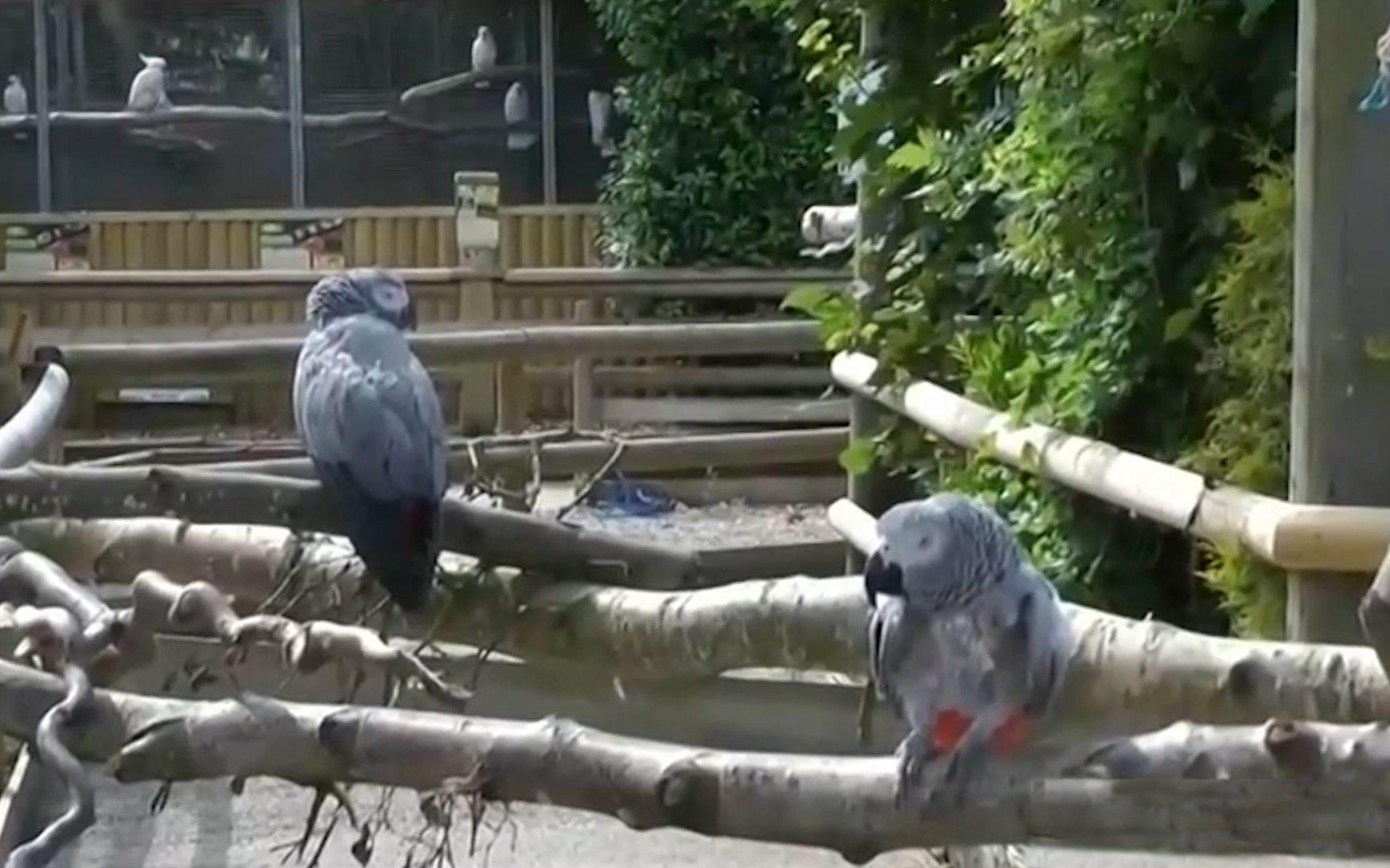 5只鹦鹉互教脏话 动物园：已隔离强制重新做“鸟”
