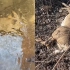 美国记者探访俄亥俄州现状，河边多处发现死鹿，化学污染仍超标