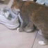 为什么猫猫会去闻鞋子？