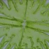 显微镜下的微藻 放大400倍以后 看到内部流动的颗粒跟水