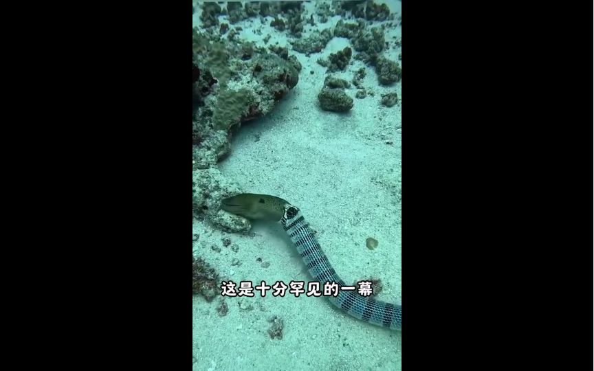 ？海鳗的前身竟然是海蛇🐍？