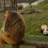 猴子下山来看熊猫大哥，顺便要了点吃的