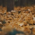 【秋天风景】小区里的杏树林 a6300 18105F4