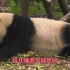 《遇见你的熊猫》第12期 胖点儿怎么了？不减肥又怎么了？