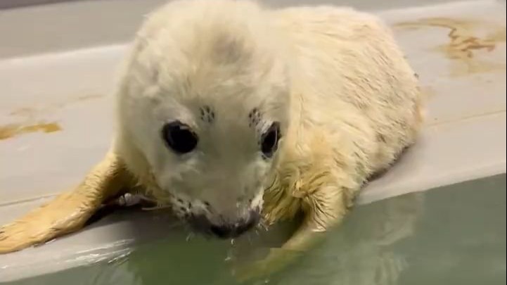 仍然对水池感到疑惑的小海豹Dropje