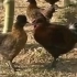 养鸡技术大全视频教材鸡品种介绍十八：金湖乌凤鸡