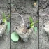 诡异的老鼠身上竟然长有植物！