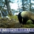 【野生大熊猫】四川 鞍子河保护区拍摄到野生大熊猫活动影像