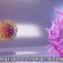 【自制中字】动画演示新冠病毒如何感染细胞