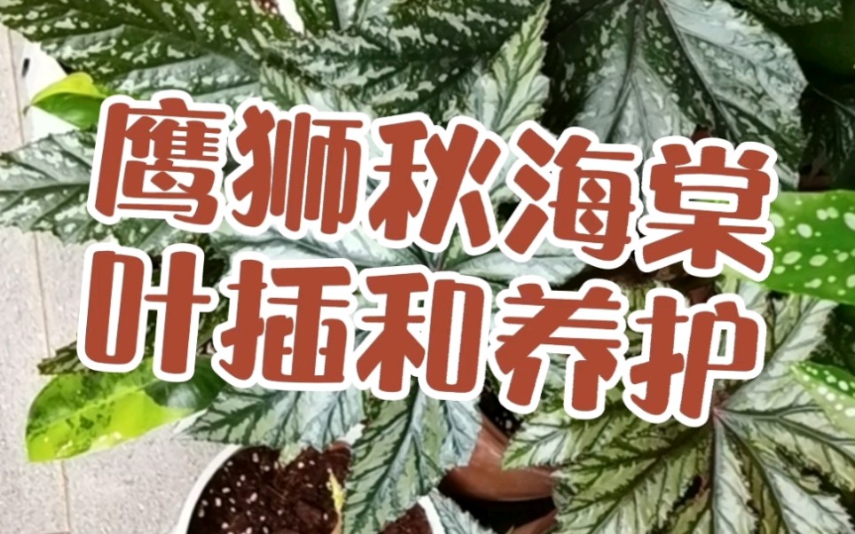 鹰狮秋海棠的叶插和养护