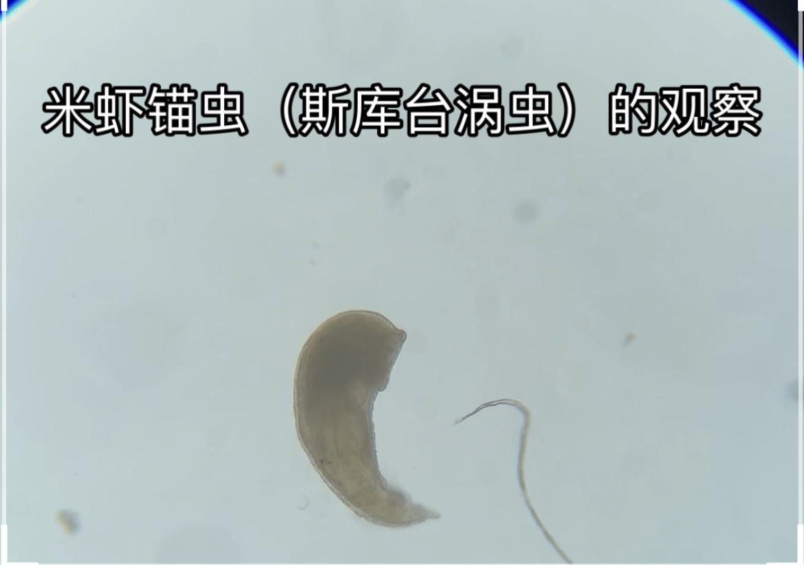 米虾锚虫（斯库台涡虫）的观察