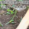 狗狗埋的大骨头被主人偷拿走，狗子把院子里挖烂了，都没怀疑过是你