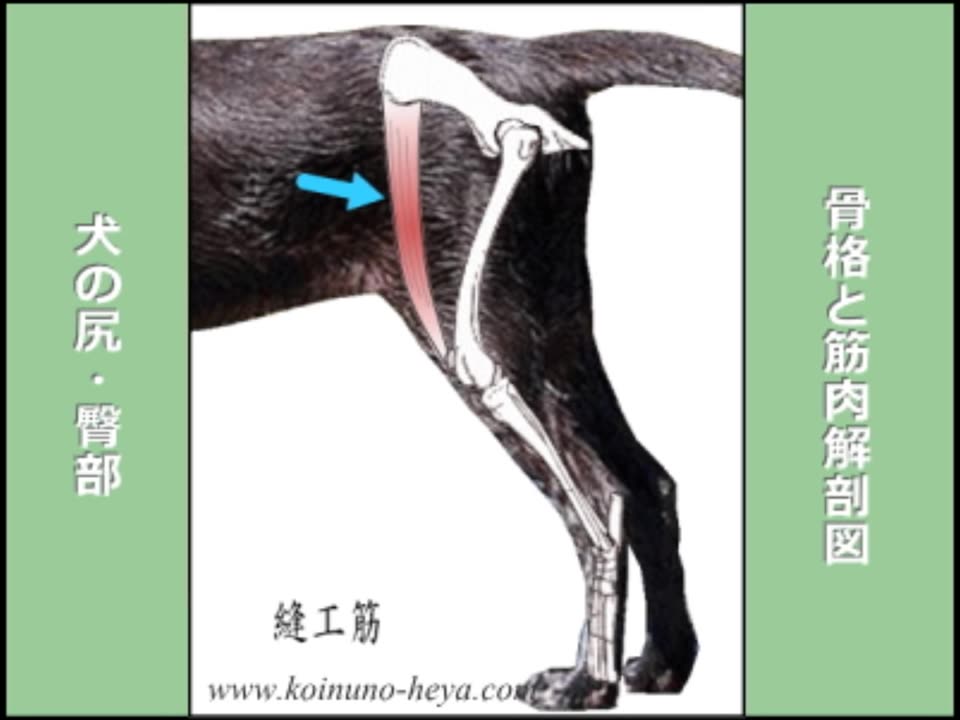 犬尻 骨格と筋肉解剖図 哔哩哔哩 つロ干杯 Bilibili