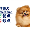 博美犬：优点&缺点
