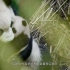 第一批国家公园之大熊猫国家公园