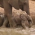 一群大象救一只掉进泥潭的小象，超有爱！