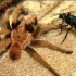 【视频合集】寄生蜂擒杀各种大蜘蛛！恐怖的杀手！