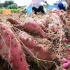 红薯的一生｜现代农业种植和收获番薯｜清酒加工过程