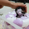 糊糊的小猴巴斯特在糊糊的精心照料下又快回猴星了  糊糊好伤心