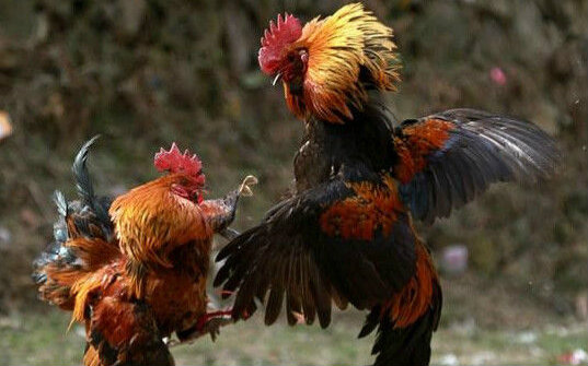 当前在线 - 哔哩哔哩弹幕视频网 - ( ゜- ゜)つロ