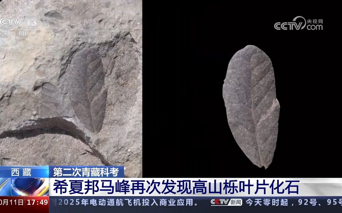 【地 质】西藏_第二次青藏科考_希夏邦马峰再次发现高山栎叶片化石