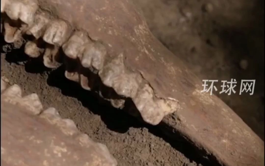 神奇动物在这里→汉文帝霸陵殉葬坑发现“貘”，在中国境内早已灭绝