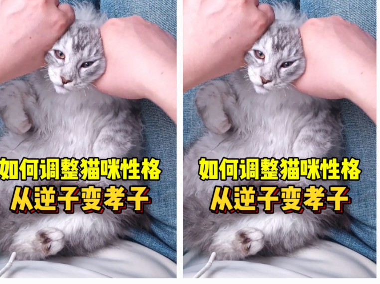 调整猫咪性格，从逆子变孝子