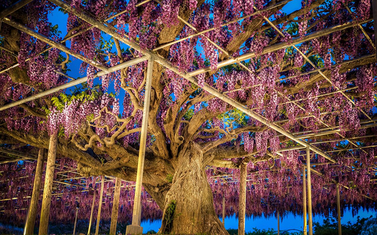 现实版《阿凡达》灵魂树，带你看足利紫藤公园紫藤母树（二）